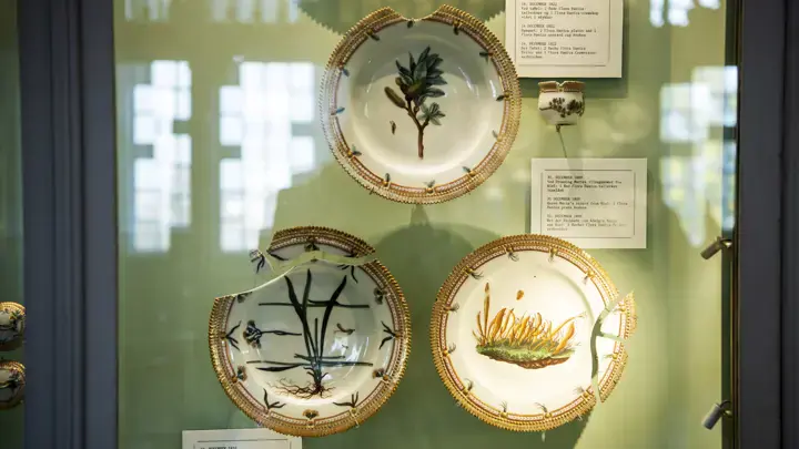 Twelve plates and four deep plates from the original Flora Danica service are broken