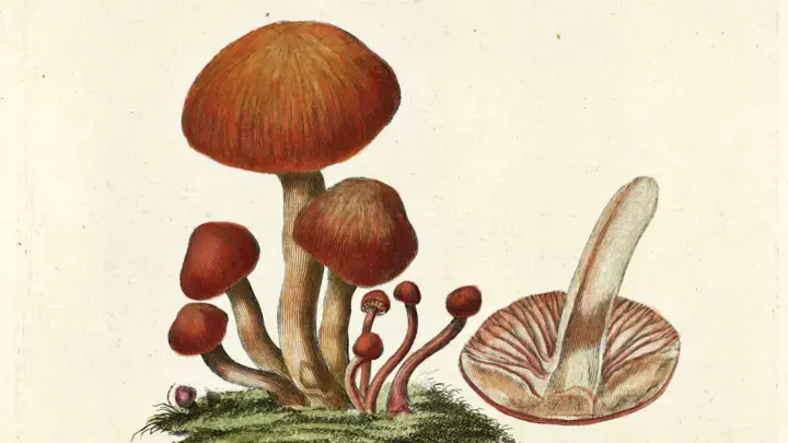 The final volume of the Flora Danica encyclopedia is published 